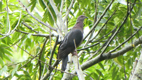 Sri Lanka Wood-Pigeon