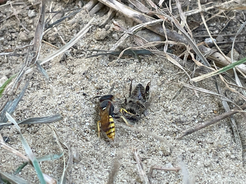 European beewolf