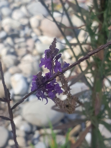 Purple Toadflax
