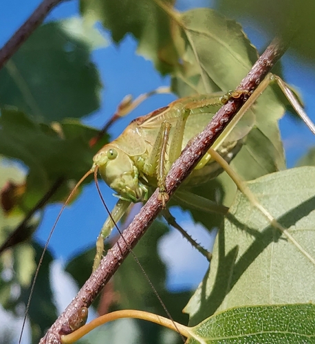 Upland Green Bush-cricket