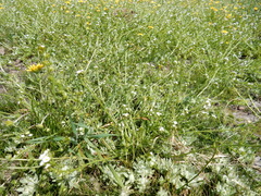 Plagiobothrys stipitatus micranthus