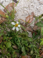 Bidens alba