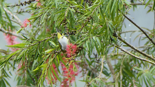 Sri Lanka White-eye