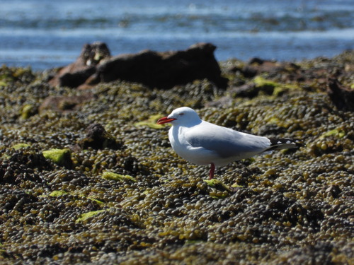 Silver Gull