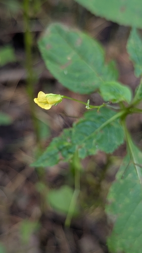 small balsam
