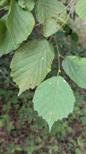 common hazel
