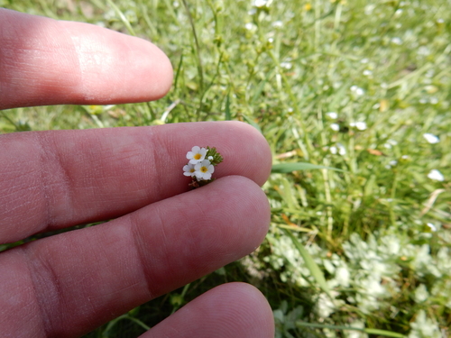 iNaturalist observation photo of Plagiobothrys stipitatus micranthus