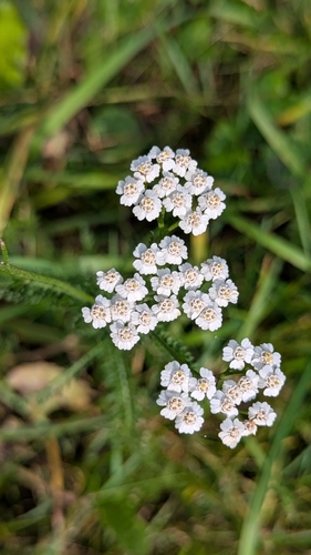 common yarrow
