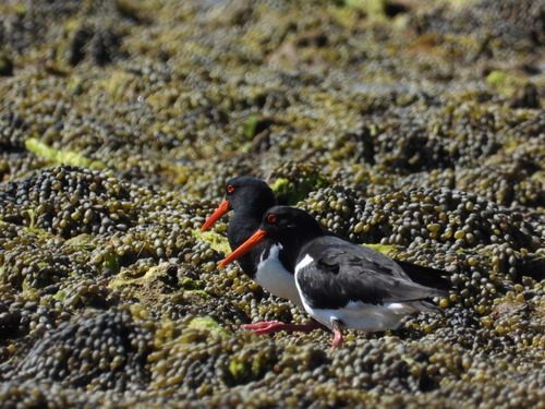 Pied Oystercatcher