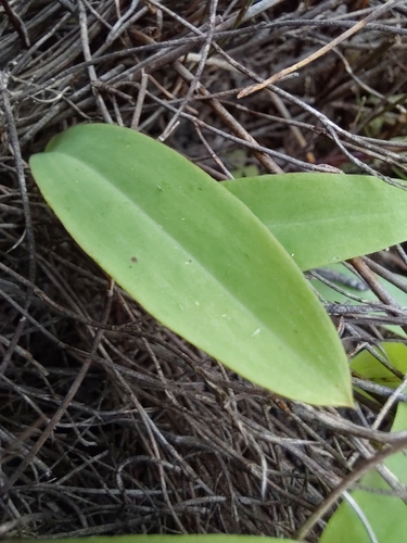 Pterygodium catholicum, photograph 3