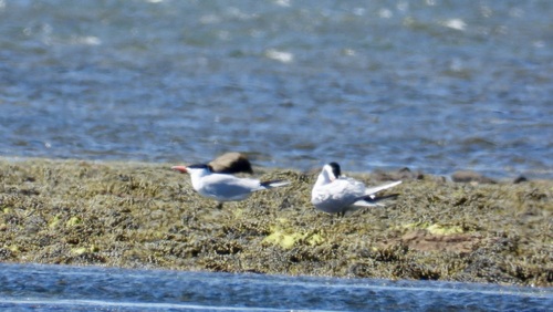 Caspian Tern