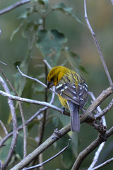 Pheucticus chrysopeplus