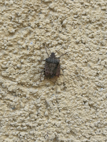 Brown Marmorated Stink Bug