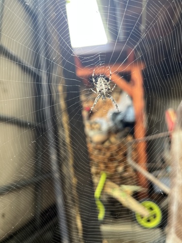 Cross Orbweaver