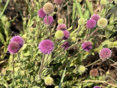 Purple Pan Weed