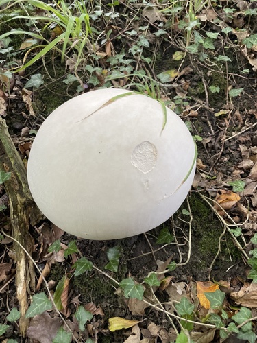 giant puffball