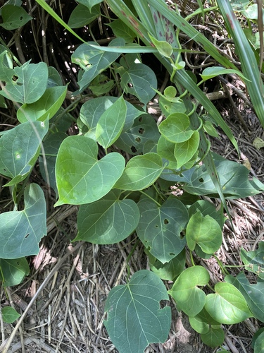 Stephanotis volubilis observed 2026-09-20