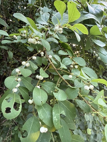 snowberrytree