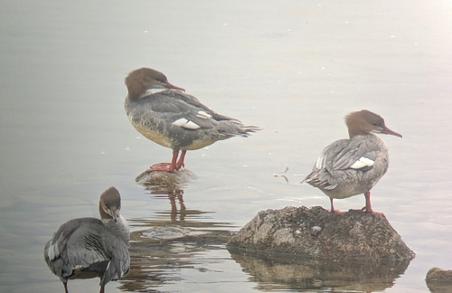 Common Merganser