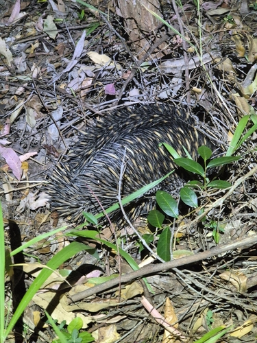 Eastern Short-beaked Echidna