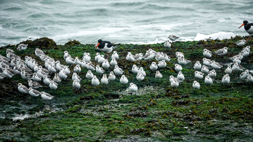 Eurasian Oystercatcher