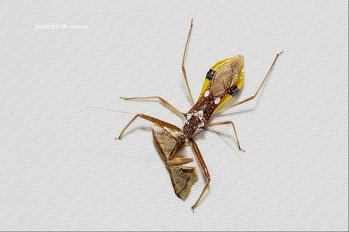 Epidaus famulus