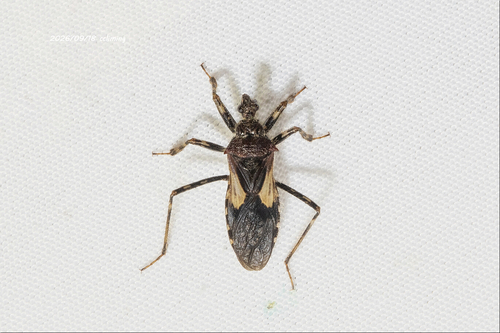 Acanthaspis westermanni