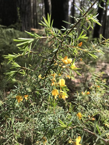 Prickly Bush-pea