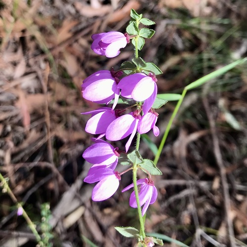 Pink-bells