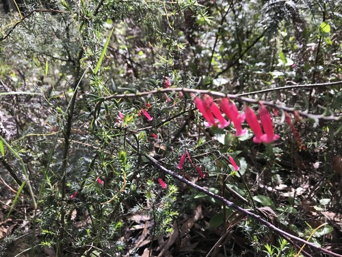 Common Heath