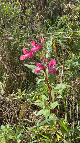 Himalayan balsam