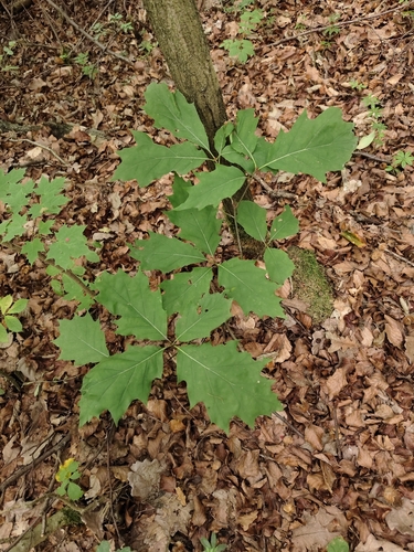 northern red oak