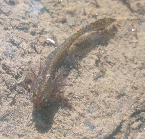 Alpine Newt