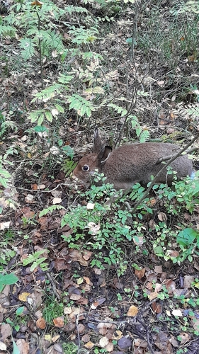 Mountain Hare