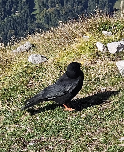 Yellow-billed Chough