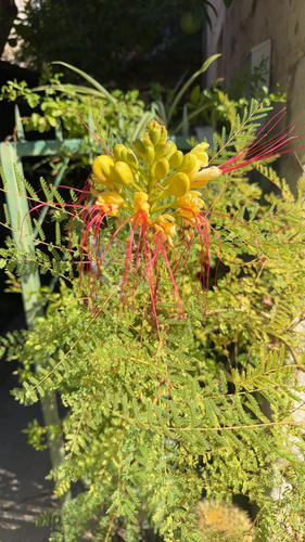 yellow bird-of-paradise shrub