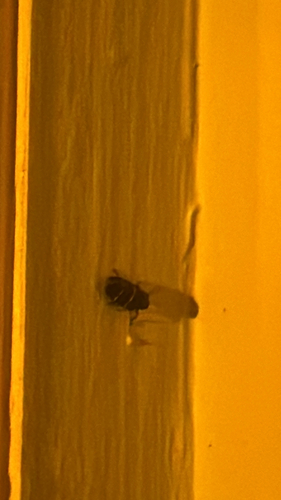Two-lined Spittlebug