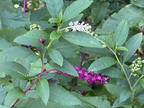 American pokeweed