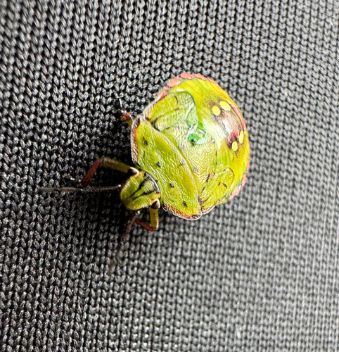 Southern Green Stink Bug