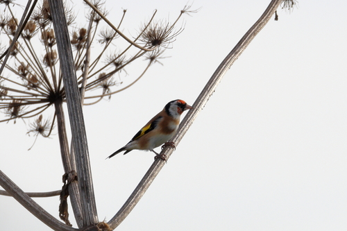 European Goldfinch