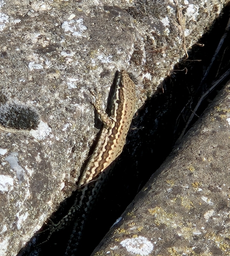 Common Wall Lizard
