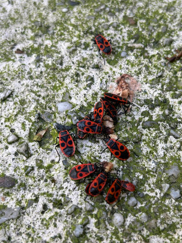European Firebug