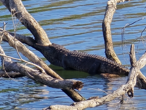 Freshwater Crocodile