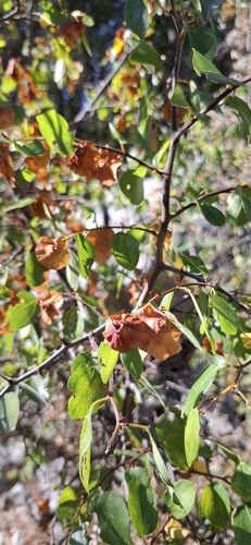 Jerusalem Thorn