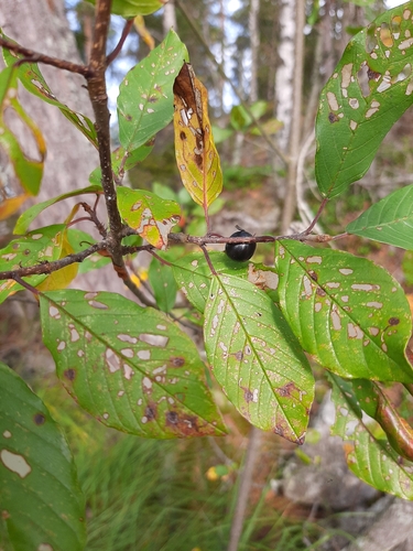 alder buckthorn