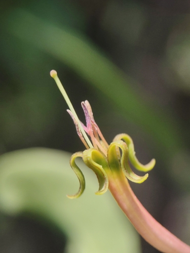 Dendrophthoe falcata observed 2026-09-19