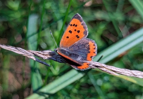 Small Copper