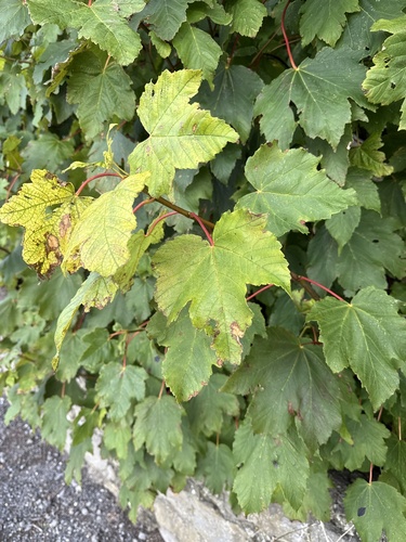 sycamore maple