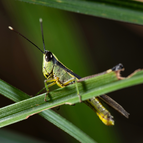 Ceracris fasciata