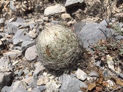 Rapicactus beguinii